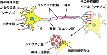 神経細胞の構造