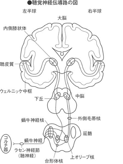 聴覚神経伝道路の図