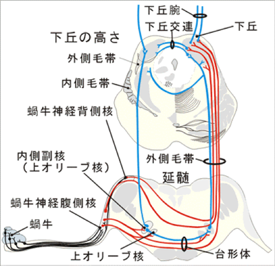 聴覚神経伝道路の図