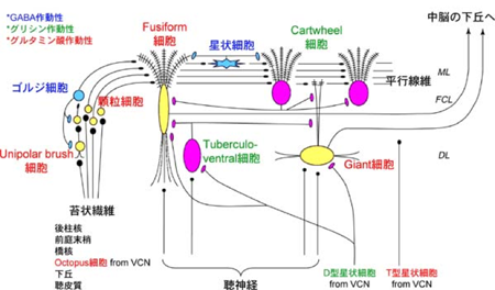 蝸牛神経核の神経細胞 −概略図